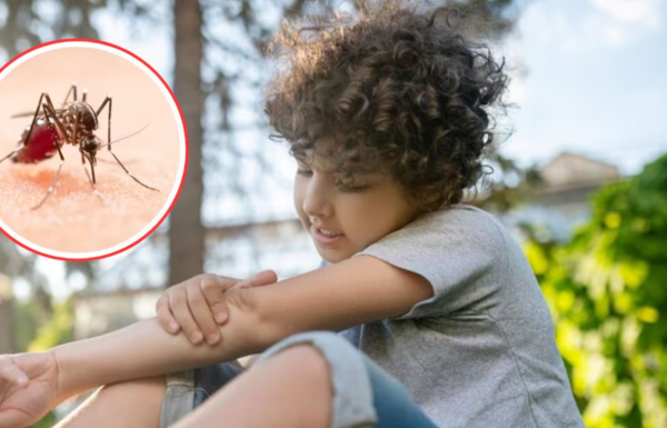 Salud advierte aumento de casos de dengue: Cómo evitar propagación y protegerse