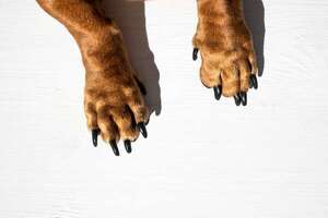 Espolones caninos: ¿un legado de la evolución que debemos conservar? - Mascotas - ABC Color