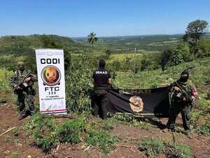 Operación Escudo Guaraní: Senad y CODI destruyen 57.500 kg de marihuana en Alto Verá - Policiales - ABC Color