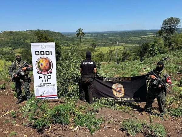 Operación Escudo Guaraní: Senad y CODI destruyen 57.500 kg de marihuana en Alto Verá - Policiales - ABC Color