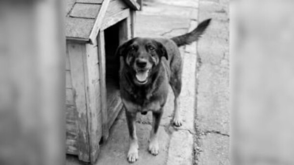 Justicia para el perro Oreja: Caso de crueldad animal conmociona en Brasil y origina protestas