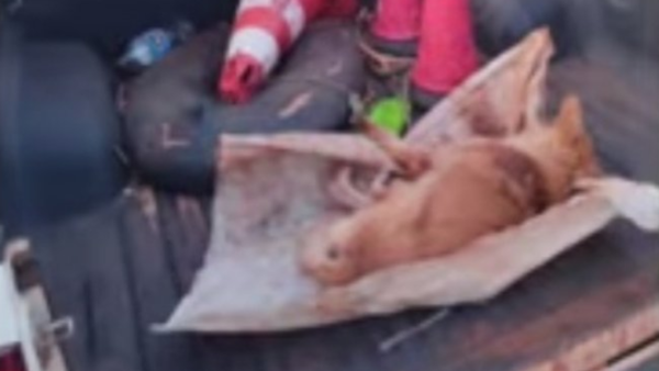 Ató a un perrito con soga al cuello y lo arrastró: Un grave caso de crueldad en Encarnación