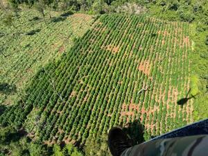 Golpe al Narcotráfico y a la Deforestación en Bosques Protegidos de Itapúa y Caazapá