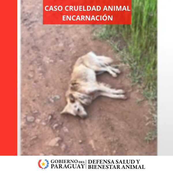 Crueldad animal en Encarnación: Ató a su perro con una soga y los arrastró - trece
