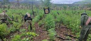 Desmantelan un campamento “narco” y seis hectáreas de marihuana en Amambay - Nacionales - ABC Color