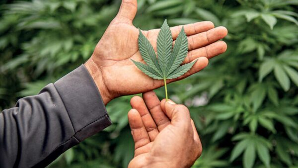 Avanza la regulación del cannabis medicinal con mayor control sanitario