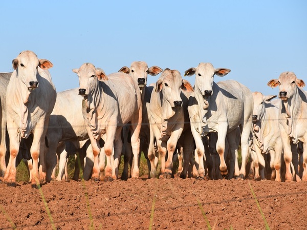 El Corral de Filadelfia: fuerte demanda y escasez de terneros empujan el mercado de reposición en el Chaco