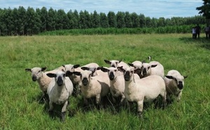 Tradición Ovina llega al mercado con una fuerte apuesta a vientres y genética