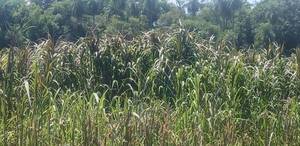 Plata yvyguy jára la persigue ndaje