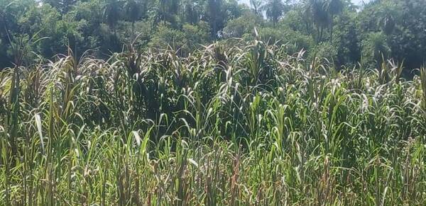 Plata yvyguy jára la persigue ndaje