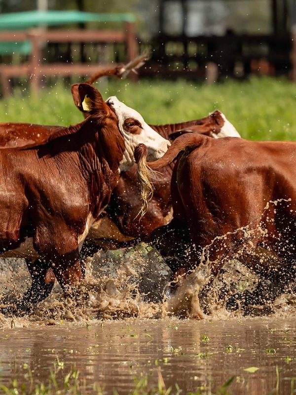 Carne paraguaya genera USD 156,9 millones en enero 2026