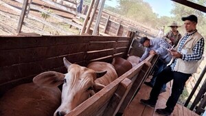 Unos 12.800.000 bovinos se vacunarán contra fiebre aftosa