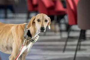 Razas “piel y hueso”: cuando la genética parece descuido - Mascotas - ABC Color