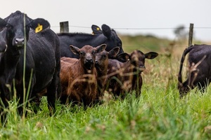 Negocio de la invernada en el Chaco, investigación de la Conacom y mercado ovino