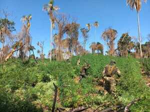 Destruyen 143 hectáreas de marihuana en áreas protegidas