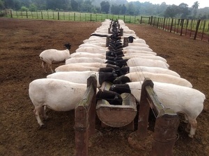 Paraguay busca competir con Uruguay en la provisión de carne ovina al Golfo