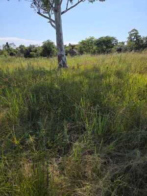 Itapúa registra un nuevo caso de abigeato: hallan vacuno faenado en San Pedro del Paraná