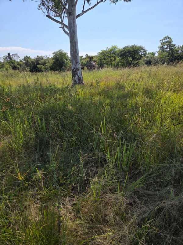 Itapúa registra un nuevo caso de abigeato: hallan vacuno faenado en San Pedro del Paraná