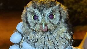 Bomberos rescatan a un búho herido en pleno centro de Ypané