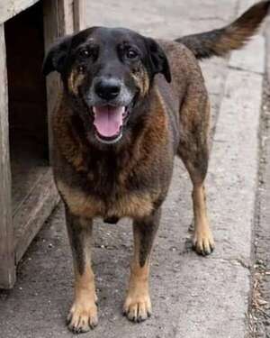 “Justicia por Orelha”: el brutal asesinato de un perro desata una ola de protestas en Brasil - Mundo - ABC Color