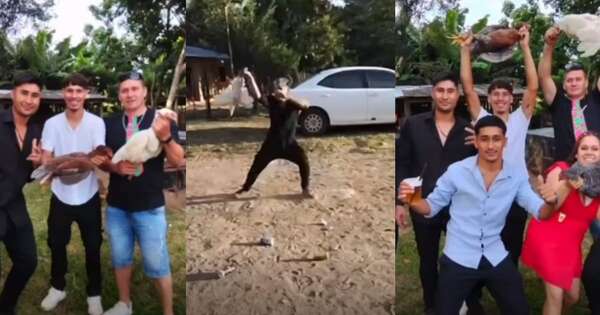 La Nación / Investigan sacrificio agónico de gallinas durante una boda en Coronel Oviedo