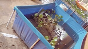 Joven arroyense cría carnadas para pesca en pelopinchos y arma tremendo negocio