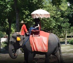 Indonesia prohíbe paseos en elefantes para promover un turismo ético