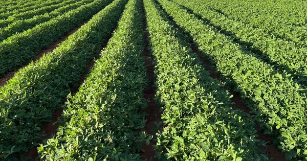 La Nación / Cosecha de maní avanza con alta productividad y consolida su expansión en el país