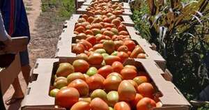 La Nación / Productores cosecharon 400 kilos de tomate y se suman a exitosa campaña en el sector