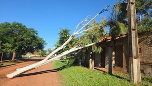 Vientos de apenas 63 km/h causaron importantes daños en Concepción - Concepción al Día