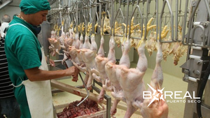 Exportación avícola en aumento: envío en enero sumó USD 742 mil | Unicanal