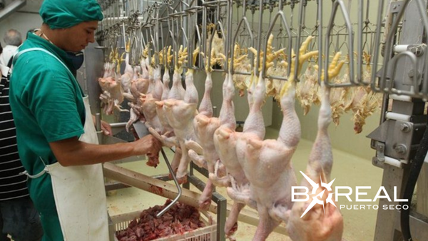 Exportación avícola en aumento: envío en enero sumó USD 742 mil | Unicanal