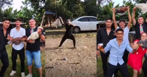 La Nación / Investigan sacrificio agónico de gallinas