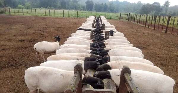 La Nación / Nuevos destinos impulsan la genética ovina y cría porcina