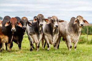 Genética Brahman paraguaya refuerza los programas de cruzamiento en el NEA argentino