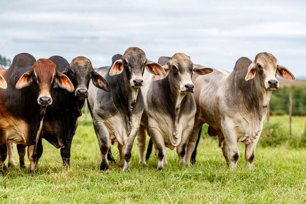Genética Brahman paraguaya refuerza los programas de cruzamiento en el NEA argentino
