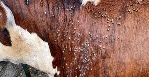 Fuerte presencia de garrapata: un desafío sanitario que se convierte en problema económico