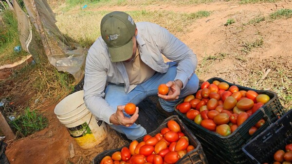 MAG no liberará importación de tomate, pese a reclamos