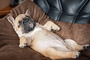 Por qué los perros “corren” dormidos: qué significan los espasmos y ladridos - Mascotas - ABC Color