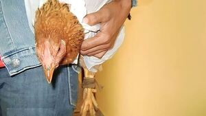 Agarraron y ataron a un ladrón de gallinas