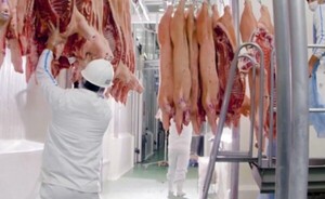 Aumento de un 40% en exportación de carne porcina