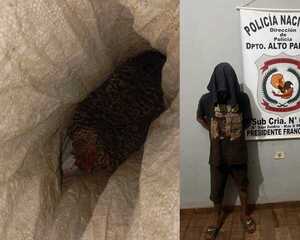 Popular / Ryguasu se salvó del caldo: Los vecinos capturaron a “ladrón de gallinas”
