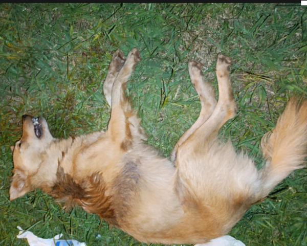 Prisión Preventiva para un hombre tras la muerte de un perro por negligencia extrema en el Barrio San Isidro