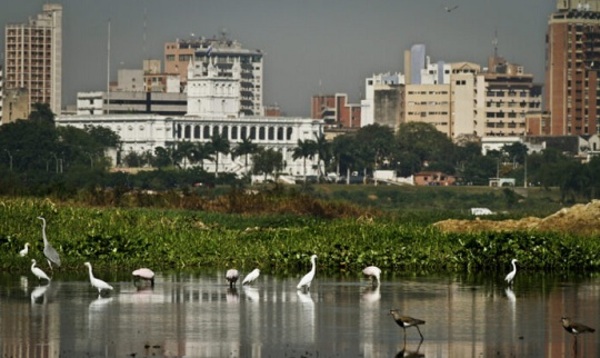 Costanera albergará jornada gratuita de observación de aves