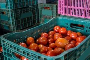 Rindes históricos de tomate según el MAG contrastan con una suba del 77% registrada por el BCP