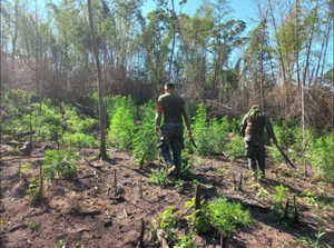 Operativo Frente Sur 2 asesta fuerte golpe al narcotráfico en Itapúa y Caazapá