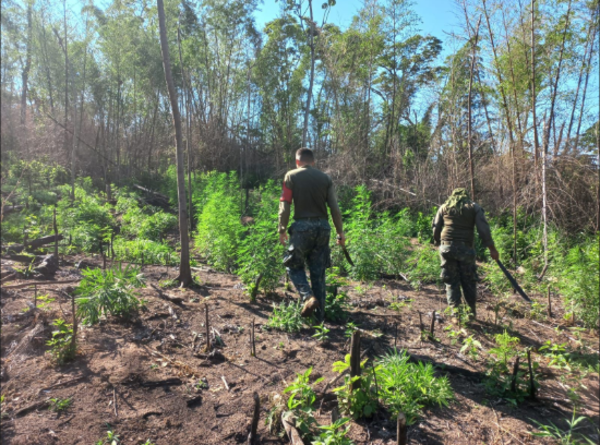 Operativo Frente Sur 2 asesta fuerte golpe al narcotráfico en Itapúa y Caazapá