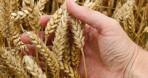 La Nación / Producción de trigo se expande en superficie, pero enfrenta presión de costos y precios