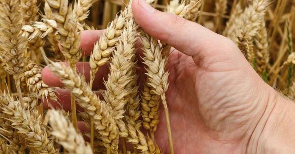 La Nación / Producción de trigo se expande en superficie, pero enfrenta presión de costos y precios