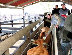 Senacsa refuerza controles de brucelosis bovina en 2026